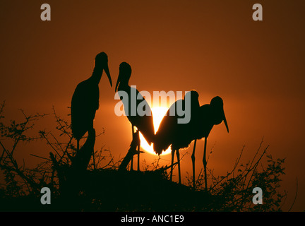 Cigognes peintes au crépuscule silhouette contre soleil couchant Bharatpur Inde Banque D'Images