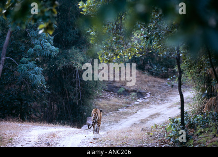 Tigre du Bengale Panthera tigris mâle adulte, marcher le long de la voie en Bandhavgarh NP Inde Banque D'Images