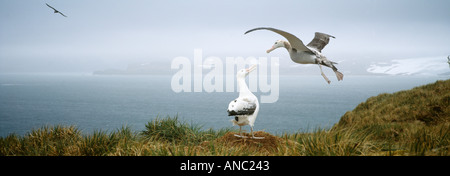 Diomedia exulans Albatros paire sur colline sur l'Île Albatross Bay of Isles Géorgie du Sud Banque D'Images