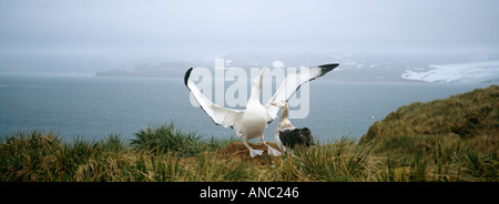 Diomedia exulans Albatros paire sur colline sur l'île d'albatros homme affichage Géorgie du Sud Banque D'Images