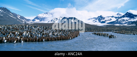 Manchot royal Aptenodytes patagonicus colonie St Andrews Bay Géorgie du Sud Janvier Banque D'Images