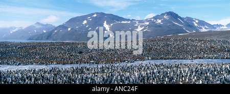 Manchot royal Aptenodytes patagonicus colonie St Andrews Bay Géorgie du Sud Janvier Banque D'Images