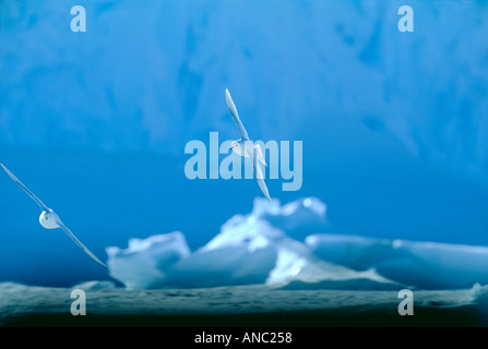 Pétrel des Neiges Pagodroma nivea paire volant au-dessus de la glace de mer antarctique de la mer de Weddell Banque D'Images