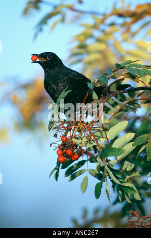 Turdus merula Blackbird homme se nourrissant de baies Rowan en automne UK Banque D'Images