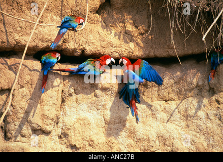 Aras rouges et verts à l'Amazonie Pérou collpa de Manu Banque D'Images