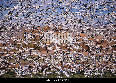 Oie des neiges Anser caerulescens troupeau Bosque del Apache Nouveau Mexique USA Banque D'Images