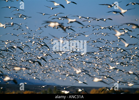 Oie des neiges Anser caerulescens troupeau Bosque del Apache Nouveau Mexique USA Banque D'Images
