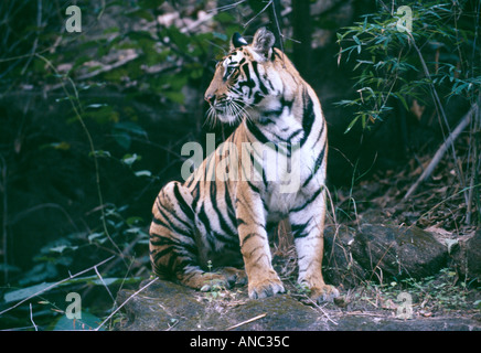 Wild tigre du Bengale Panthera tigris un an cub Bandhavgarh NP Inde Banque D'Images