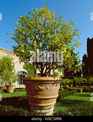 Le jardin Renaissance de Vicobello, Sienne, Toscane, Italie. Les anciens citronniers sont déplacés à l'intérieur chaque hiver pour les protéger du gel Banque D'Images