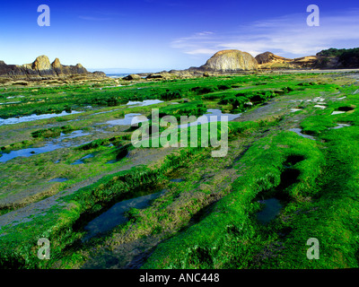 S00078M tiff à marée basse et des roches couvertes de plantes exposées à Seal Rock Oregon Banque D'Images