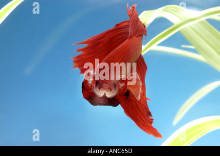 Siamois mâle BETTA poisson lutte contre l'SPLEDENS menacent danger menace menance Banque D'Images