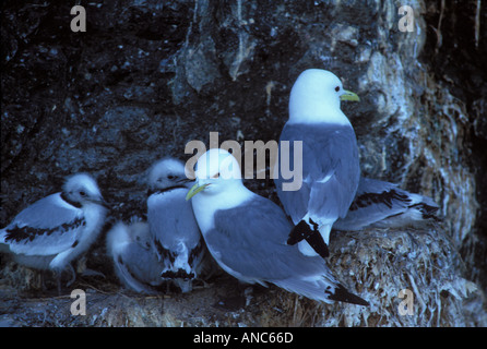 Mouettes tridactyles noires avec les poussins sur l'île de la baie Kachemak Gulla falaise de la péninsule de Kenai, Alaska, USA Banque D'Images