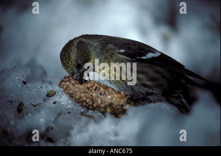 White winged Crossbill Loxia leucoptera cône de l'épinette d'ouverture femelle Pensinsula Kenai en Alaska USA Banque D'Images