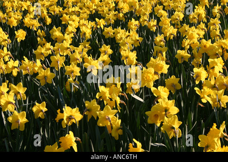 Jonquilles printemps pâques Hampton Court Palace Grande-bretagne jaune Narcisse jaune Royal Banque D'Images