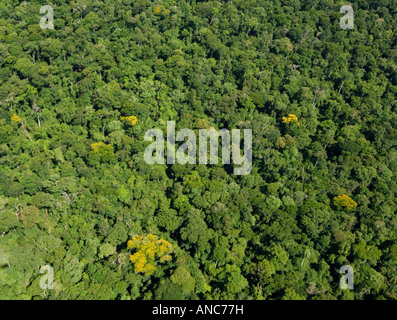 Vue aérienne de la forêt tropicale dans le Parc National Iguaçu Paraná, Brésil, Banque D'Images