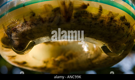 Les guêpes noyées dans un jardin de verre wasp-catcher Banque D'Images