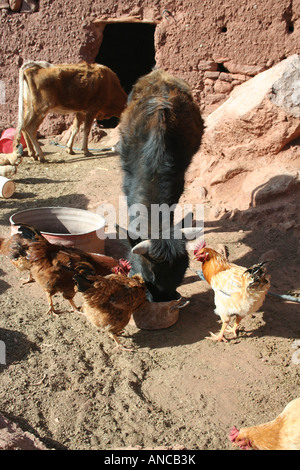 Les animaux qui se nourrissent dans village berbère Banque D'Images