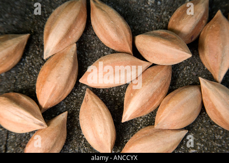 Séchage récoltés. écrous Pili Banque D'Images