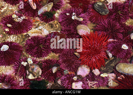 WA, Salt Creek RA, rouge et mauve les oursins (Strongylocentrotus franciscanus & purpuratus) Banque D'Images