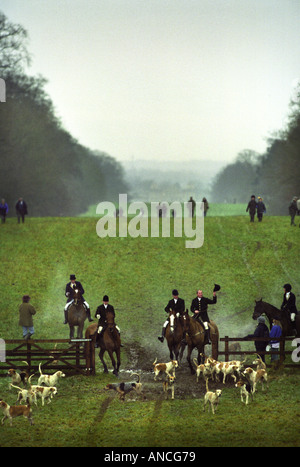 La CHASSE AU BEAUFORT UN LENDEMAIN DE RÉUNION À WORCESTER LODGE, PRÈS DE LEURS CHENILS BADMINTON PICARDIE UK Banque D'Images