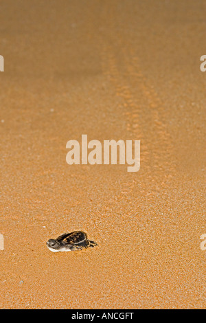 Billet vert bébé - Tortue verte Chelonia mydas Banque D'Images