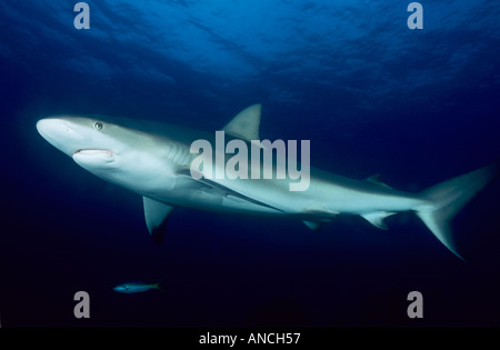 Pointe noire caribbean reef shark Carcharhinus limbatus Banque D'Images