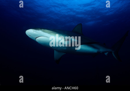 Pointe noire caribbean reef shark Carcharhinus limbatus Banque D'Images