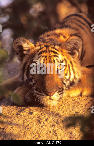 Chinois Indo tiger cub portrait à la caméra en Thaïlande Banque D'Images