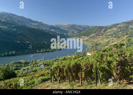 Portugal La région de l'Alto Douro le Douro les collines couvertes de vignobles. Les vignes produisent des raisins pour le vin Banque D'Images