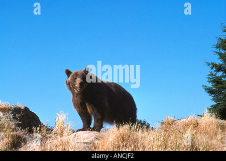 L'ours Kodiak Alaska aka Alaska Grizzly et l'ours brun (Ursus arctos middendorffi) Comité permanent - Animal sauvage d'Amérique du Nord Banque D'Images