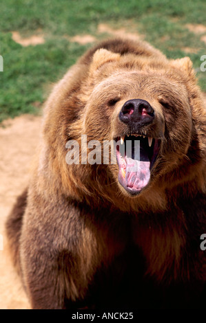 L'ours Kodiak Alaska aka Alaska Grizzly et l'ours brun (Ursus arctos middendorffi) roaring - Animaux sauvages de l'Amérique du Nord Banque D'Images