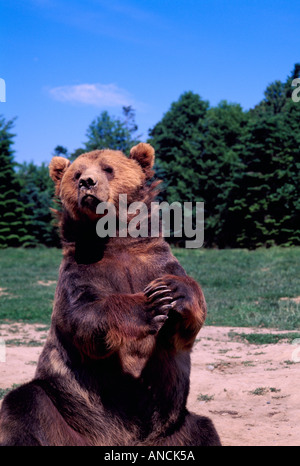 L'ours Kodiak Alaska aka Alaska Grizzly et l'ours brun (Ursus arctos middendorffi) - Animaux sauvages de l'Amérique du Nord Banque D'Images