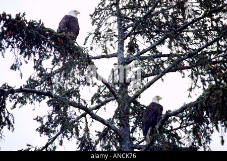 Une paire d'adultes matures le Pygargue à tête blanche (Haliaeetus leucocephalus) perché sur les branches d'arbres Banque D'Images