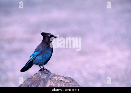 Geai de Steller avec nom latin de Cyanocitta stelleri assis sur un rocher en Colombie-Britannique Canada Banque D'Images