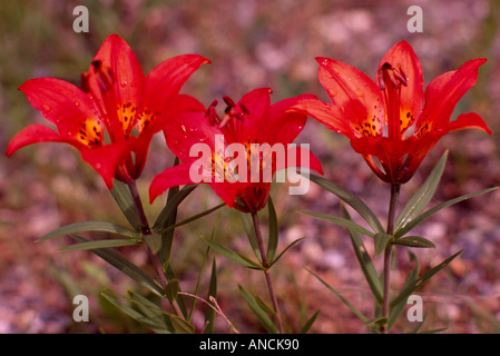 Le lis (Lilium Lilium philadelphicum) en fleurs - Fleurs Sauvages Rouge / Fleurs sauvages fleurissent au printemps, BC, British Columbia, Canada Banque D'Images