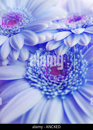 Gerber daisy couleur close up detail Banque D'Images