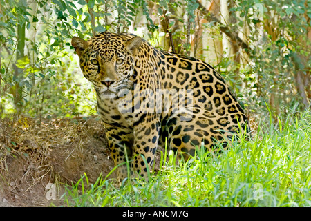 Jaguar Panthera onca San Antonio Zoo Texas United States 26 adultes en captivité Felidae Août Banque D'Images