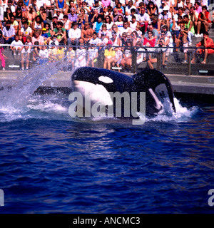 L'Épaulard (Orcinus orca) d'effectuer à l'Aquarium de Vancouver, au parc Stanley, Vancouver British Columbia Canada Banque D'Images