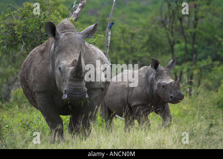 White Rhino mère et son petit Banque D'Images