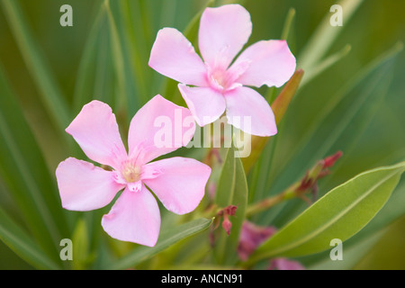Fleurs de lauriers roses. L'île de Corfou, Grèce. Banque D'Images