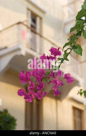 La direction générale de bougainvilliers. La ville de Corfou, Grèce. Banque D'Images