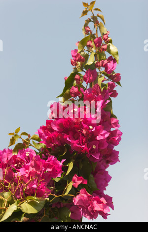 Bougainvilliers. L'île de Corfou, Grèce. Banque D'Images