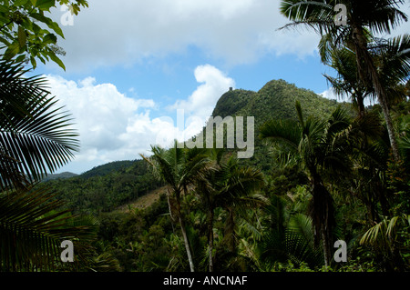 Vue depuis un sentier de la Forêt Nationale des Caraïbes El Yunque Puerto Rico Banque D'Images