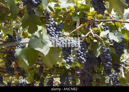 Les raisins. L'île de Corfou, Grèce. Banque D'Images