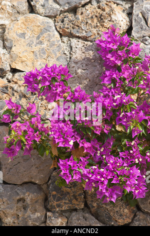 Bougainvilliers violets en fleurs sur le vieux mur de pierre. Île de Corfou, Grèce. Banque D'Images