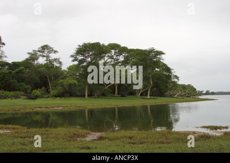 L'herbe verte et de la fièvre d'arbres le long des rives de l'Nyamithi pan sont un régal pour les yeux. Ndumo. Banque D'Images
