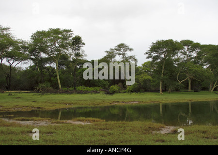 L'herbe verte et de la fièvre d'arbres le long des rives de l'Nyamithi pan sont un régal pour les yeux. Ndumo. Banque D'Images