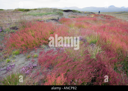 Les moutons s'oseille Rumex acetosella Oseille commune Rumex acetosa rouge foncé l'Islande Banque D'Images