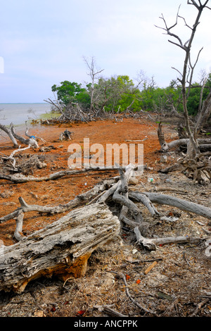 Un marais littoral situé sur la touche Annette, près de Key West, Floride USA Banque D'Images