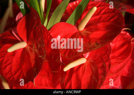 Avec les inflorescences de l'Anthurium. Banque D'Images